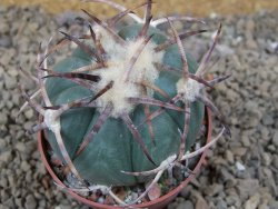 Echinocactus horizonthalonius IDD049/03 Jacales, pot 6,5 cm - 12415860