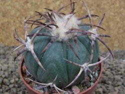Echinocactus horizonthalonius IDD049/03 Jacales, pot 6,5 cm
