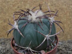 Echinocactus horizonthalonius IDD049/03 Jacales, pot 6,5 cm - 12415862