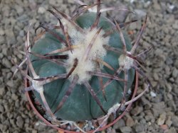 Echinocactus horizonthalonius IDD049/03 Jacales, pot 6,5 cm - 12415863