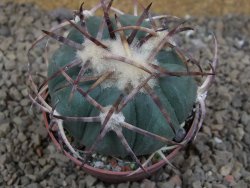 Echinocactus horizonthalonius IDD049/03 Jacales, pot 6,5 cm - 12415864