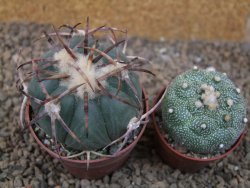 Echinocactus horizonthalonius IDD049/03 Jacales, pot 6,5 cm - 12415865