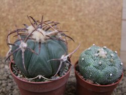 Echinocactus horizonthalonius IDD049/03 Jacales, pot 6,5 cm - 12415866