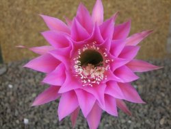 Echinopsis hybrid aff eyresii, květináč 5,5 cm - 12415868