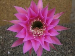 Echinopsis hybrid aff eyresii, květináč 5,5 cm - 12415869