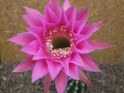 Echinopsis hybrid aff eyresii, květináč 5,5 cm - 12415870