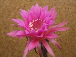 Echinopsis hybrid aff eyresii, květináč 5,5 cm - 12415871