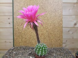Echinopsis hybrid aff eyresii, květináč 5,5 cm - 12415872