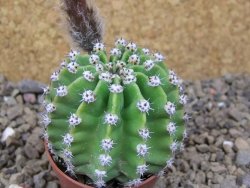 Echinopsis hybrid aff eyresii, květináč 5,5 cm - 12415873