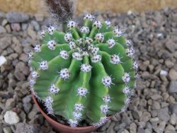 Echinopsis hybrid aff eyresii, květináč 5,5 cm - 12415874
