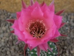 Echinopsis hybrid aff eyresii, květináč 5,5 cm - 12415876