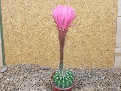 Echinopsis hybrid aff eyresii, květináč 5,5 cm - 12415877