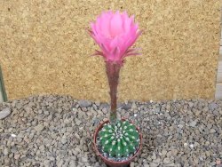 Echinopsis hybrid aff eyresii, květináč 5,5 cm - 12415878