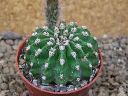 Echinopsis hybrid aff eyresii, květináč 5,5 cm - 12415879