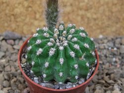 Echinopsis hybrid aff eyresii, květináč 5,5 cm - 12415880