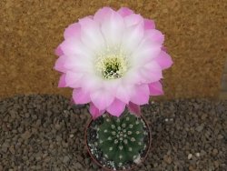 Echinopsis hybrid "Světlá romantika" aff eyresii, květináč 6,5 cm - 12415881
