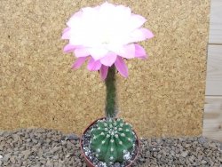 Echinopsis hybrid "Světlá romantika" aff eyresii, květináč 6,5 cm - 12415883