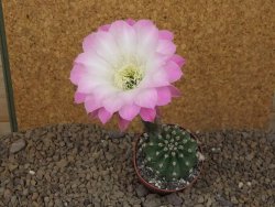 Echinopsis hybrid "Světlá romantika" aff eyresii, květináč 6,5 cm - 12415884