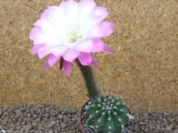 Echinopsis hybrid "Světlá romantika" aff eyresii, květináč 6,5 cm - 12415885
