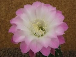 Echinopsis hybrid "Světlá romantika" aff eyresii, květináč 6,5 cm - 12415886