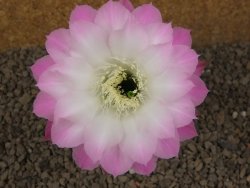 Echinopsis hybrid "Světlá romantika" aff eyresii, květináč 6,5 cm - 12415887