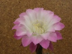 Echinopsis hybrid "Světlá romantika" aff eyresii, květináč 6,5 cm - 12415888