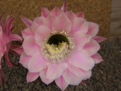 Echinopsis hybrid, květináč 7 cm - 12415890