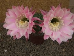 Echinopsis hybrid, květináč 7 cm - 12415891