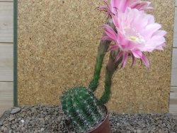 Echinopsis hybrid, květináč 7 cm - 12415892