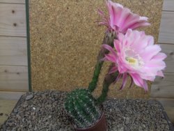 Echinopsis hybrid, květináč 7 cm - 12415893
