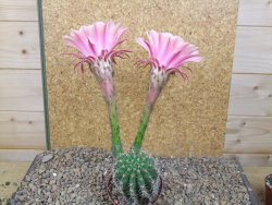 Echinopsis hybrid, květináč 7 cm - 12415894