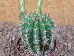 Echinopsis hybrid, květináč 7 cm - 12415895