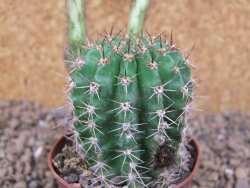 Echinopsis hybrid, květináč 7 cm - 12415896