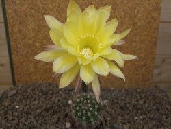 Echinopsis hybrid, květináč 5,5 cm - 12415897