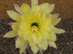 Echinopsis hybrid, květináč 5,5 cm - 12415899