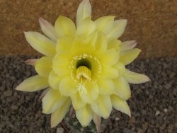 Echinopsis hybrid, květináč 5,5 cm - 12415900