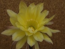 Echinopsis hybrid, květináč 5,5 cm - 12415901