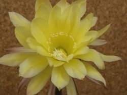 Echinopsis hybrid, květináč 5,5 cm - 12415902