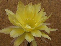 Echinopsis hybrid, květináč 5,5 cm - 12415903