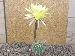 Echinopsis hybrid, květináč 5,5 cm - 12415904