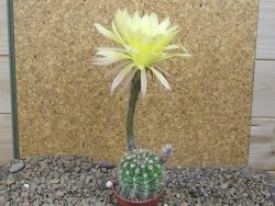 Echinopsis hybrid, květináč 5,5 cm - 12415905