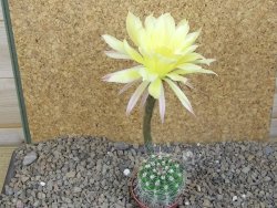 Echinopsis hybrid, květináč 5,5 cm - 12415906