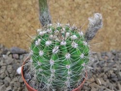 Echinopsis hybrid, květináč 5,5 cm - 12415907