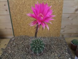 Echinopsis hybrid, květináč 7 cm - 12415908