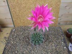 Echinopsis hybrid, květináč 7 cm - 12415909