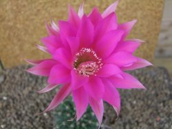 Echinopsis hybrid, květináč 7 cm