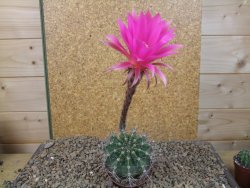 Echinopsis hybrid, květináč 7 cm - 12415911