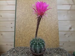 Echinopsis hybrid, květináč 7 cm - 12415912