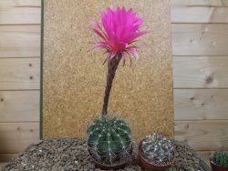 Echinopsis hybrid, květináč 7 cm - 12415913