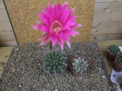 Echinopsis hybrid, květináč 7 cm - 12415914